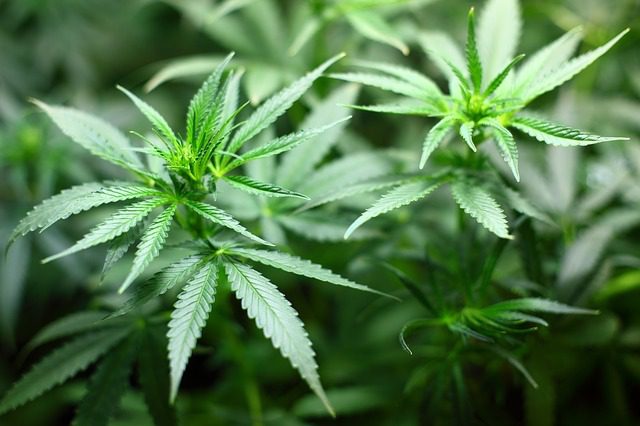 planta-marihuana-IP | C. Abogados News