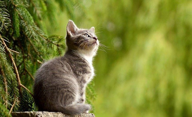 animales domesticos - IP | C. Abogados News